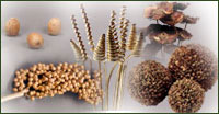 Indian Dry and dried flowers,decorative Dried Flowers and Plants,dried flowers & herbs used for decoration